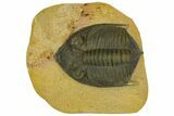 Zlichovaspis Trilobite - Atchana, Morocco #137282-1